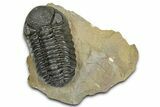Detailed Phacopid (Morocops) Trilobite - Foum Zguid, Morocco #363150-3